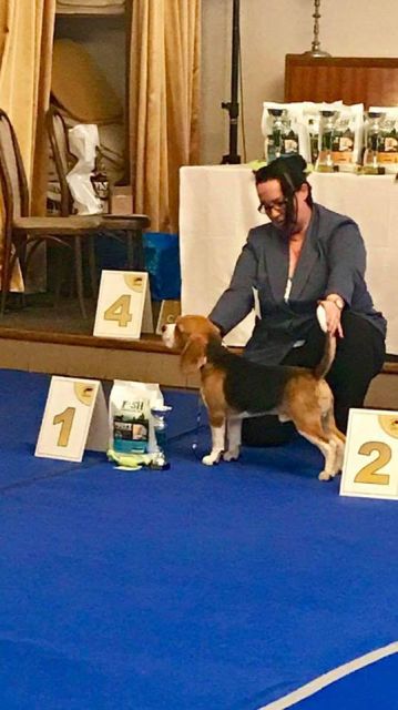 Milo bei der Clubshow Czechia 2018 Milo bei der Clubshow Czechia 2018