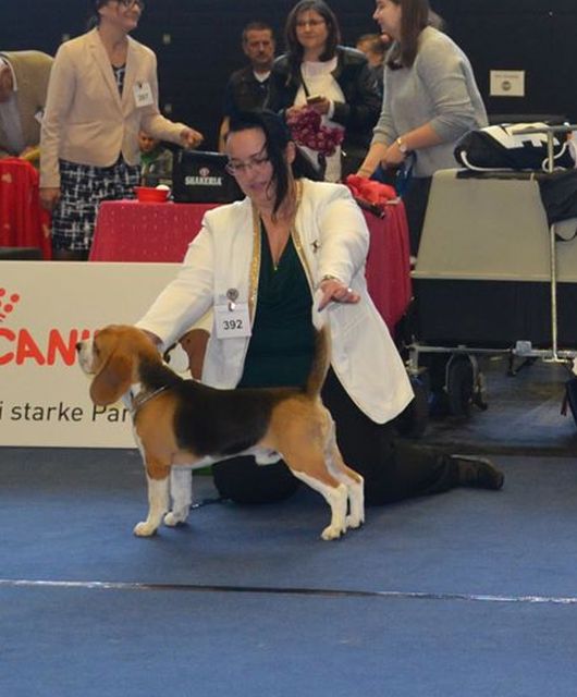 Milo bei der IHA Salzburg 2018 Milo bei der IHA Salzburg 2018