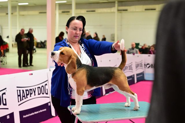 Milo bei der IHA Offenburg 2019 Milo bei der IHA Offenburg 2019