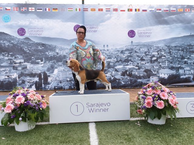 Milo bei der Sarajevo Winner 2019 Milo bei der Sarajevo Winner 2019
