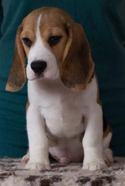Lenny, mein neuer Welpe Lenny, mein neuer Welpe