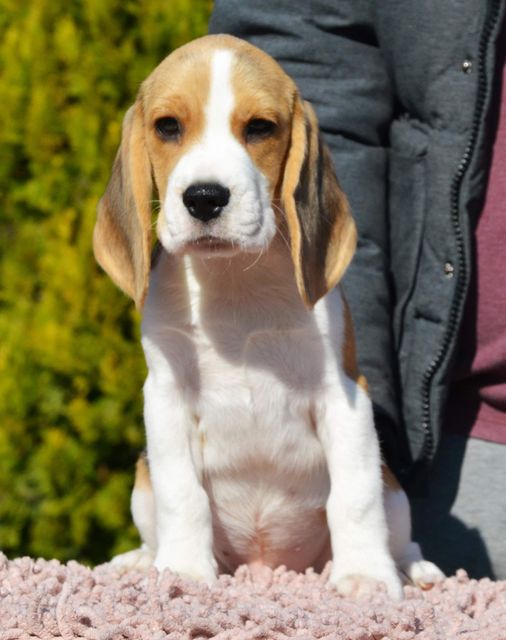 Cooper, mein neuer Welpe Cooper, mein neuer Welpe