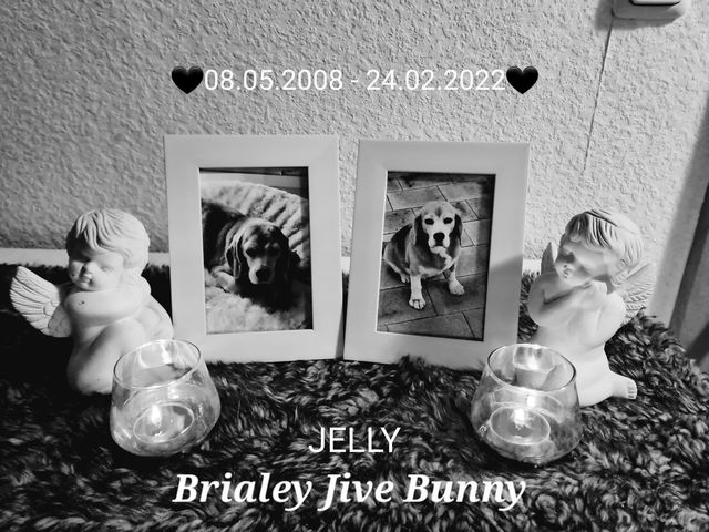 2022-03-10_jelly_2 RIP Jelly aka Brialey Jive Bunny