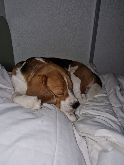 Wohlverdiente Pause für Grisu Wohlverdiente Pause für Grisu