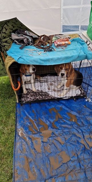 Grisu und Boomer auf der IHA Varazdin 2023 Grisu und Boomer auf der IHA Varazdin 2023