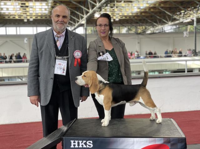 Drei Tage Zagreb Grandioser Erfolg für das Beagle & Gordon Setter Team