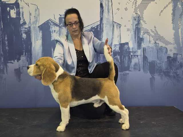 Grisu auf der World Dog Show in Celje 2024 Grisu auf der World Dog Show in Celje 2024