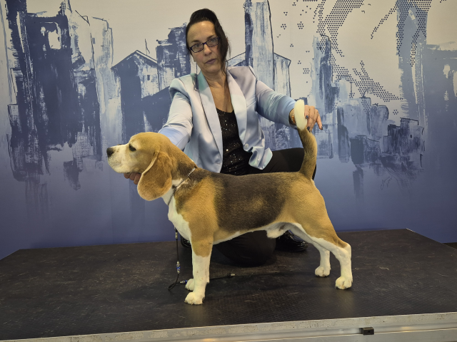 Milo auf der World Dog Show in Celje 2024 Milo auf der World Dog Show in Celje 2024